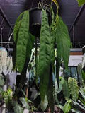 ANTHURIUM