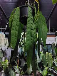 ANTHURIUM