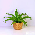 BIRD'S NEST FERN