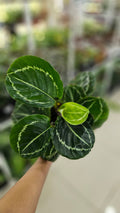 CALATHEA GREEN LIPSTICK