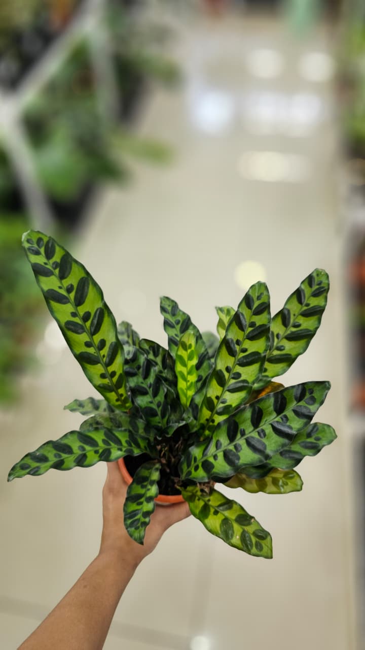 CALATHEA INSIGNIS