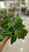 CALATHEA LEMON LIME