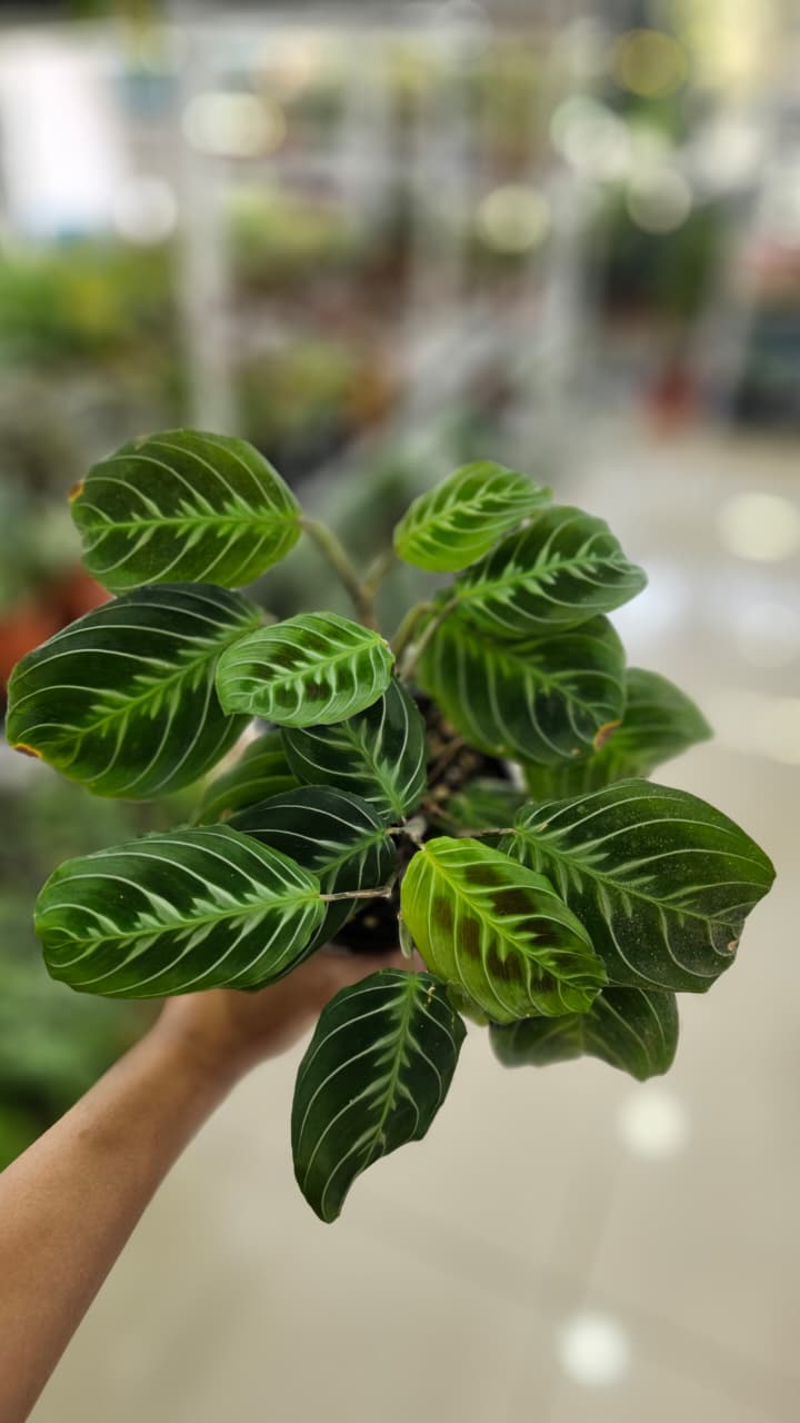 CALATHEA LEMON LIME
