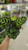CALATHEA MAKOYANA