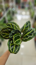 CALATHEA MEDALLION