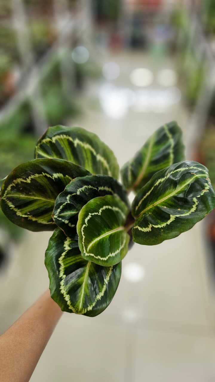 CALATHEA MEDALLION
