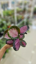 CALATHEA ROSEOPICTA