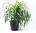DRACAENA DRACO