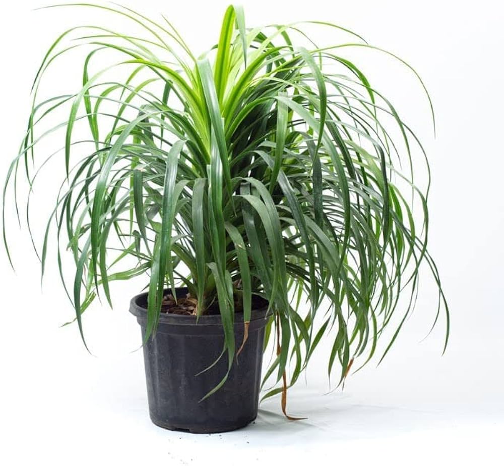 DRACAENA DRACO