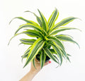 DRACAENA LEMON LIME