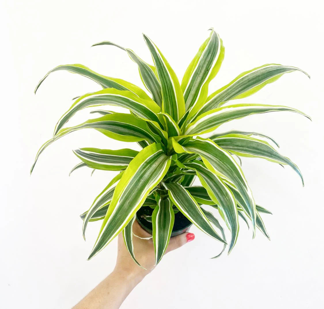 DRACAENA LEMON LIME