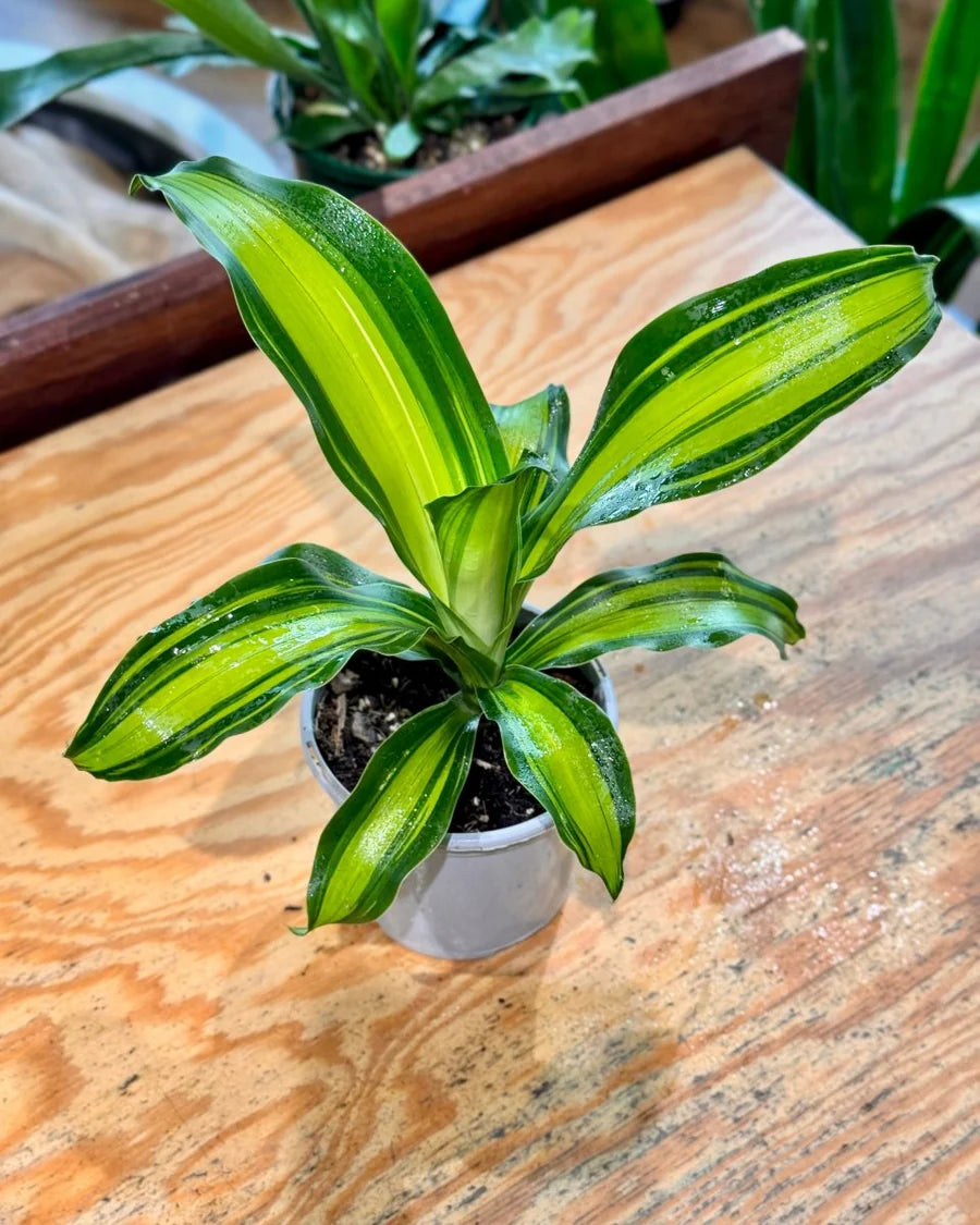 DRACAENA CORN