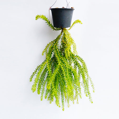 LYCOPODIUM HUPERZIA