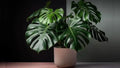 MONSTERA DELICIOSA