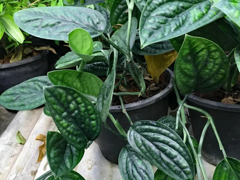 MONSTERA PERU