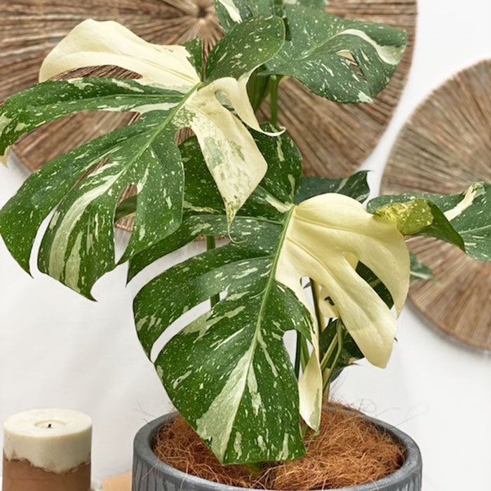 Monstera Thai Consolletation