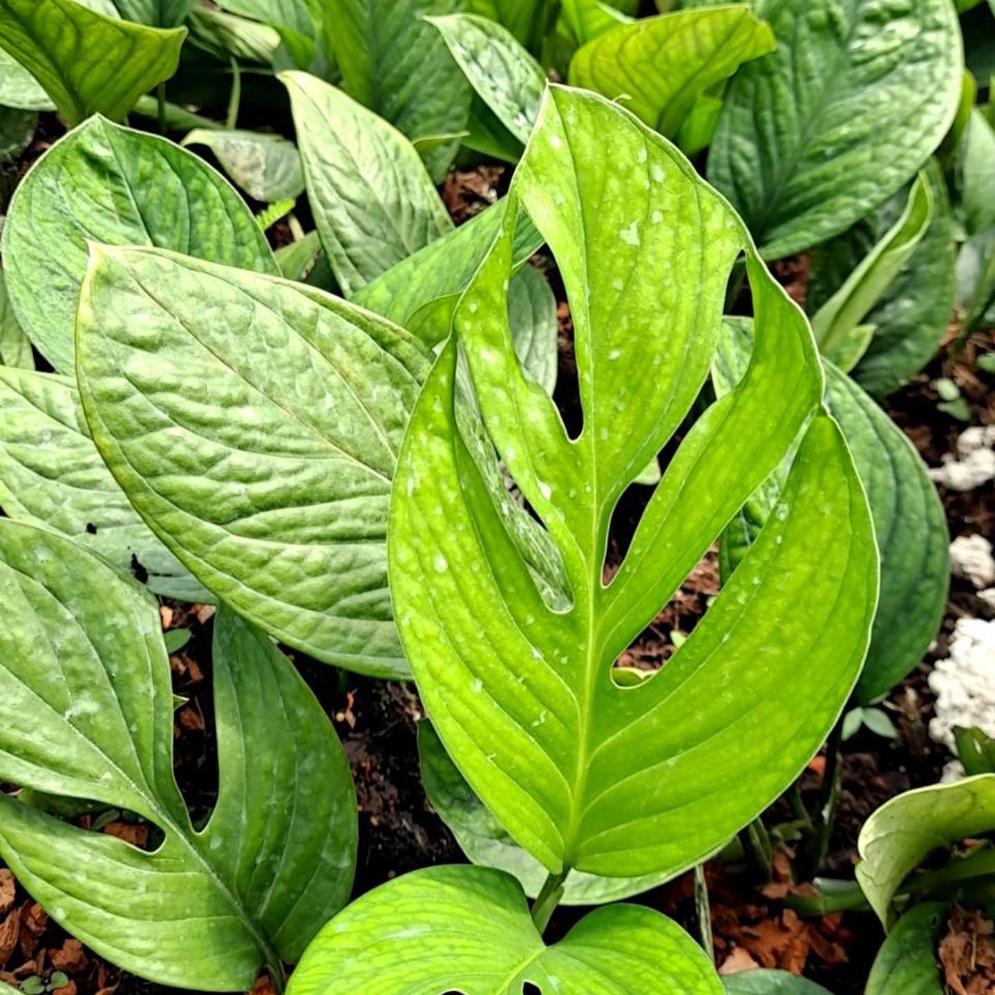 MONSTERA PINNATIPARTITA