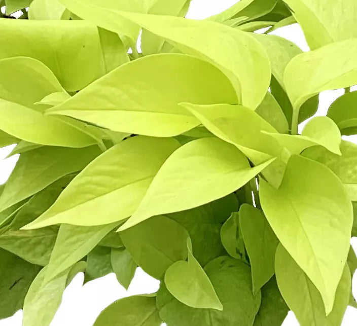 NEON POTHO