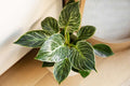 PHILODENDRON BIRKIN