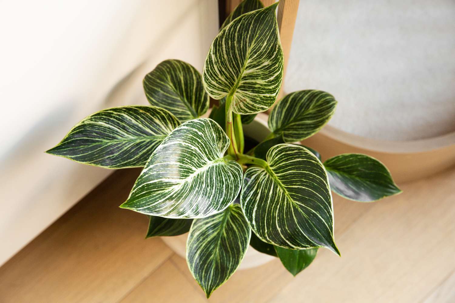 PHILODENDRON BIRKIN