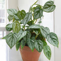 PHILODENDRON BRANDTIANUM