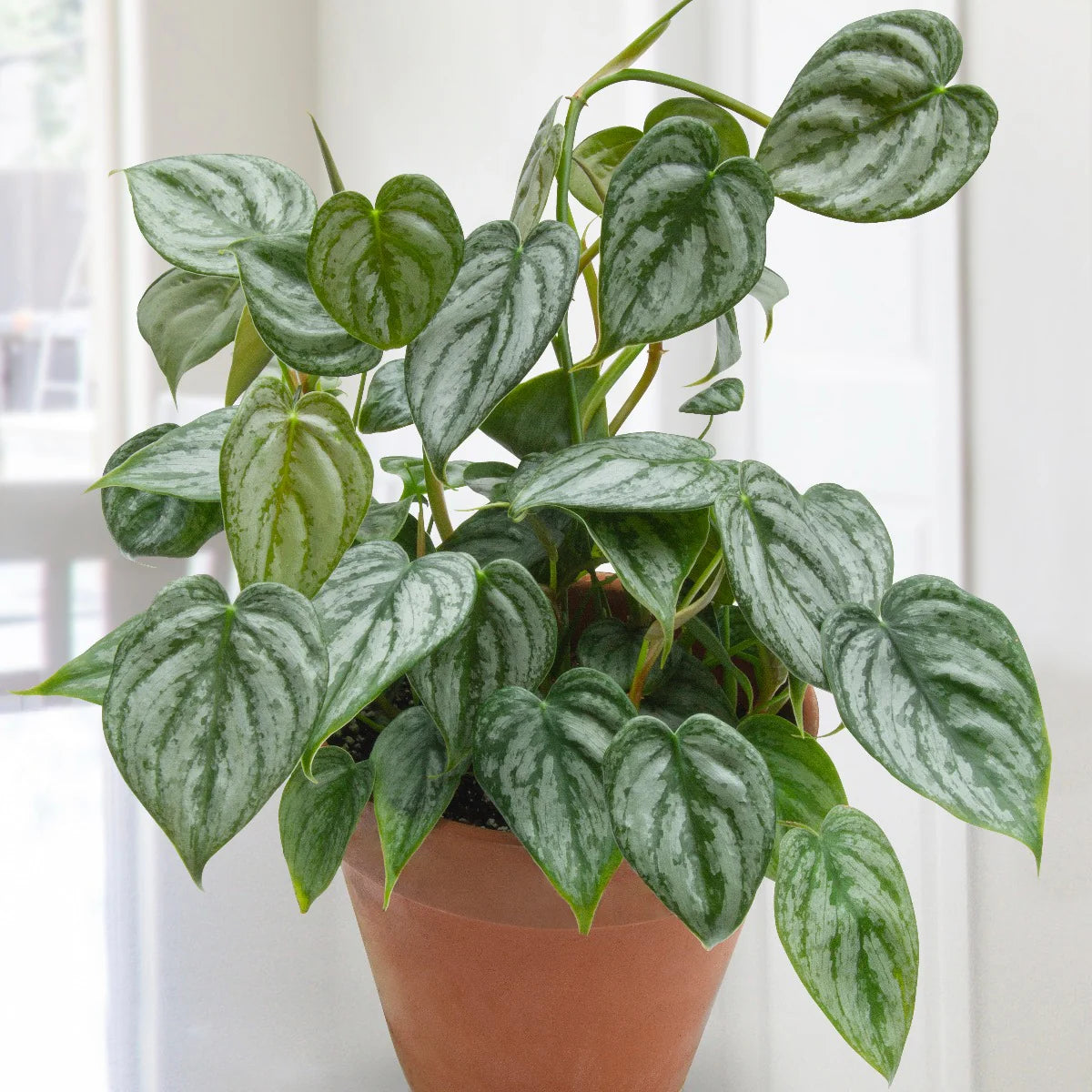 PHILODENDRON BRANDTIANUM