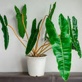 PHILODENDRON BILLIETIAE