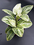 PHILODENDRON BIRKIN EVIAN