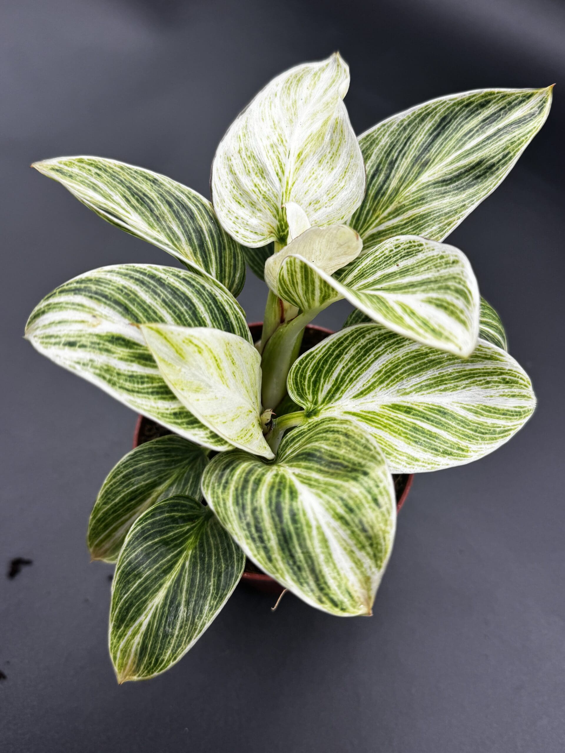 PHILODENDRON BIRKIN EVIAN