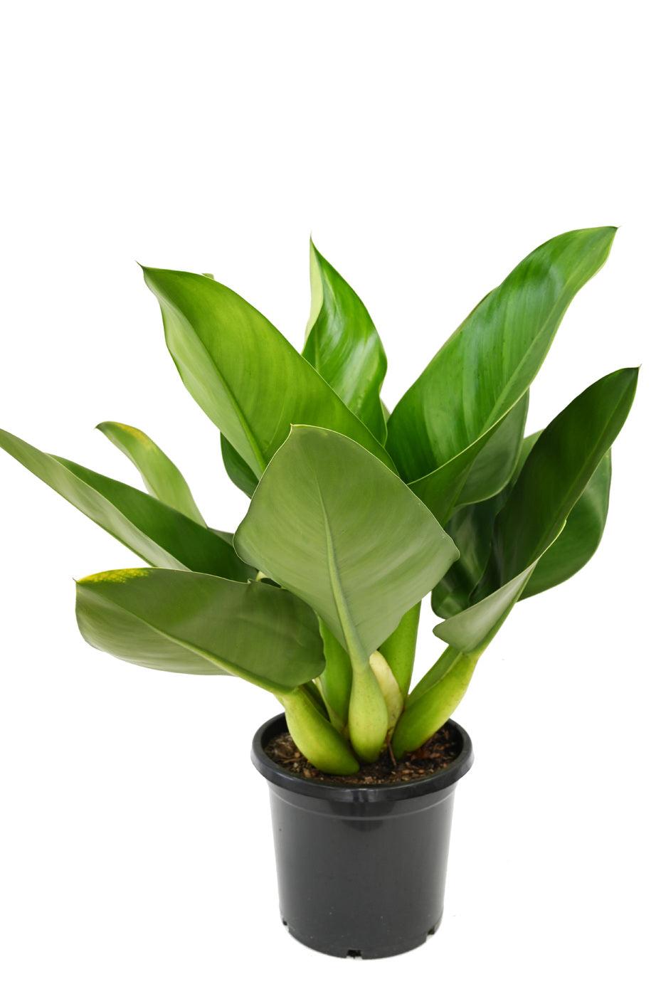 PHILODENDRON FATBOY
