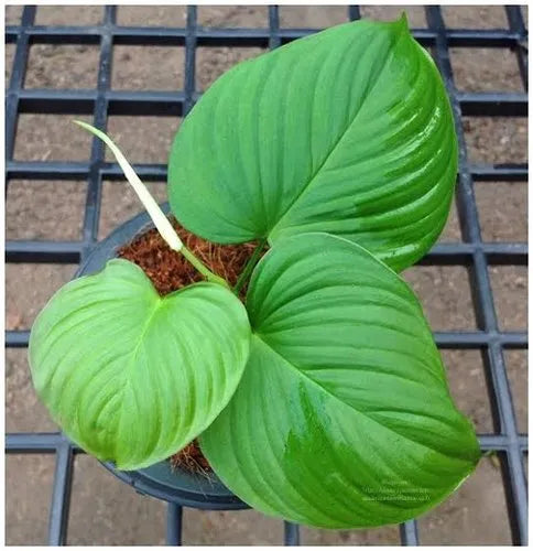 PHILODENDRON FIBRACATAPHYLUM