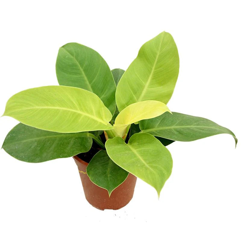 PHILODENDRON IMPERIAL GOLD