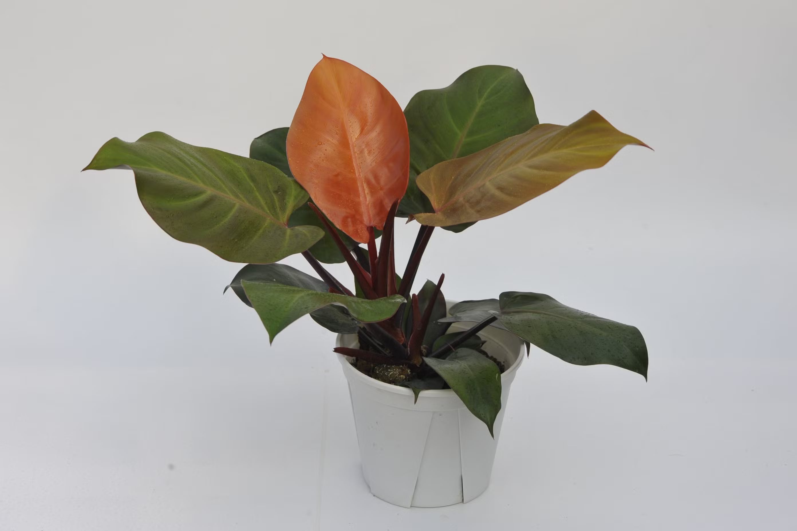 PHILODENDRON MOON RED