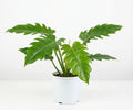 PHILODENDRON PLUTO