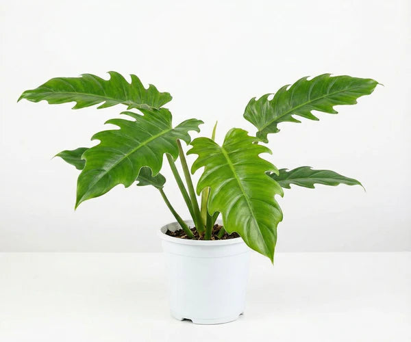 PHILODENDRON PLUTO
