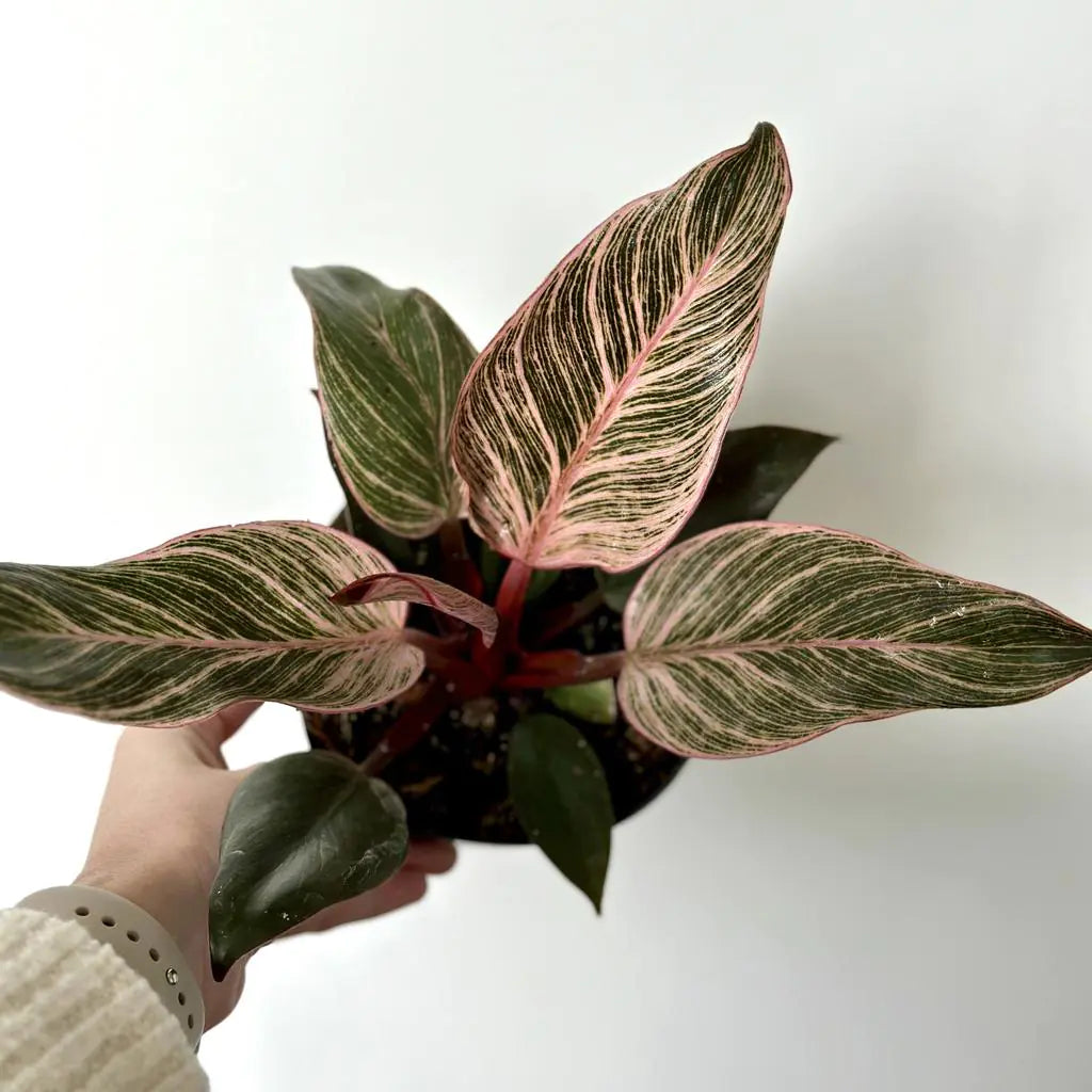 PHILODENDRON PINK BIRKIN