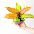 PHILODENDRON PRINCE OF ORANGE