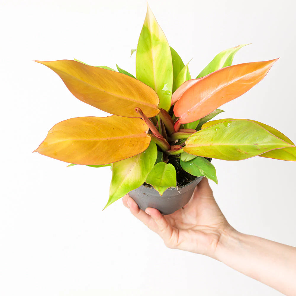 PHILODENDRON PRINCE OF ORANGE