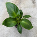 PHILODENDRON RUGOSUM