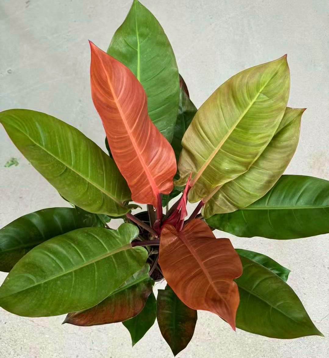 PHILODENDRON SUN RED