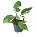 PHILODENDRON WHITE WIZARD MARBLE