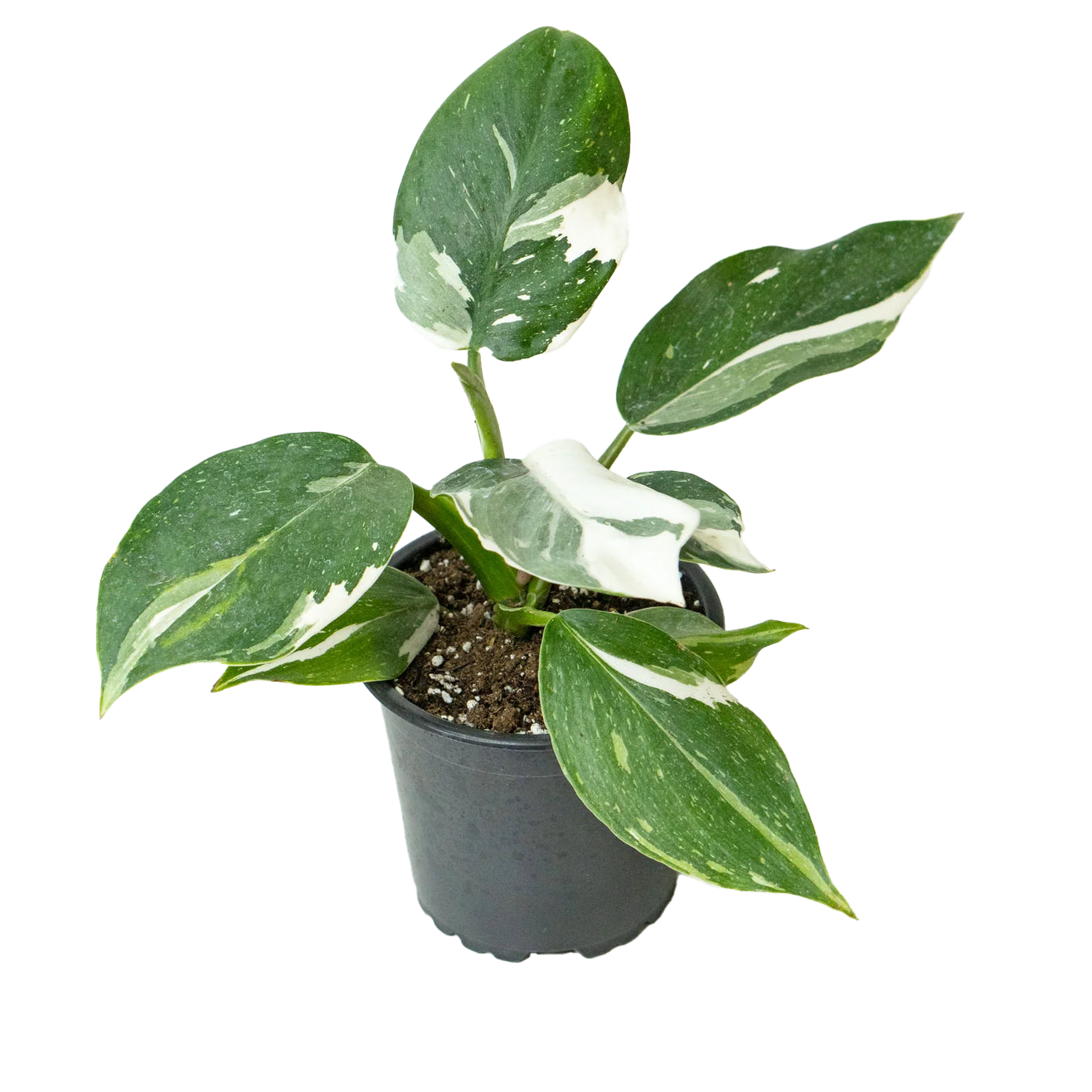 PHILODENDRON WHITE WIZARD MARBLE