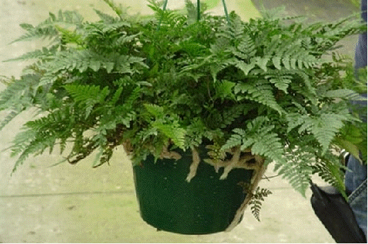 RABBIT'S FOOT FERN