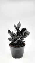 ZAMIA BLACK