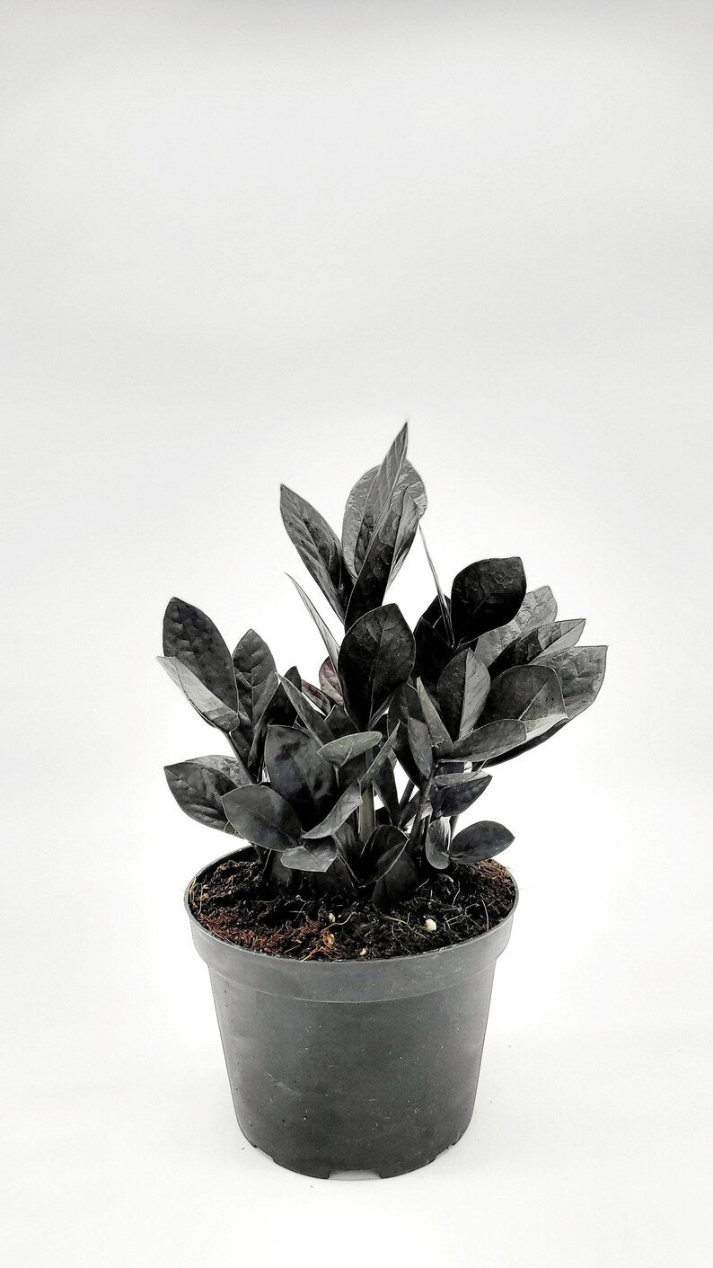 ZAMIA BLACK