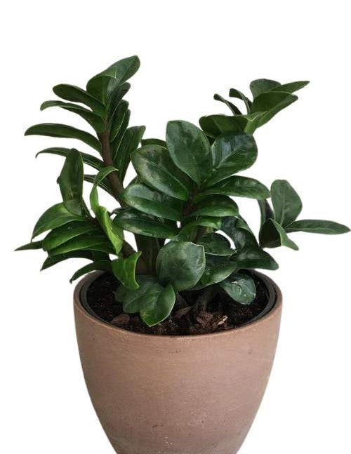 ZAMIA CURL DWARF
