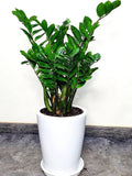 ZAMIA GREEN