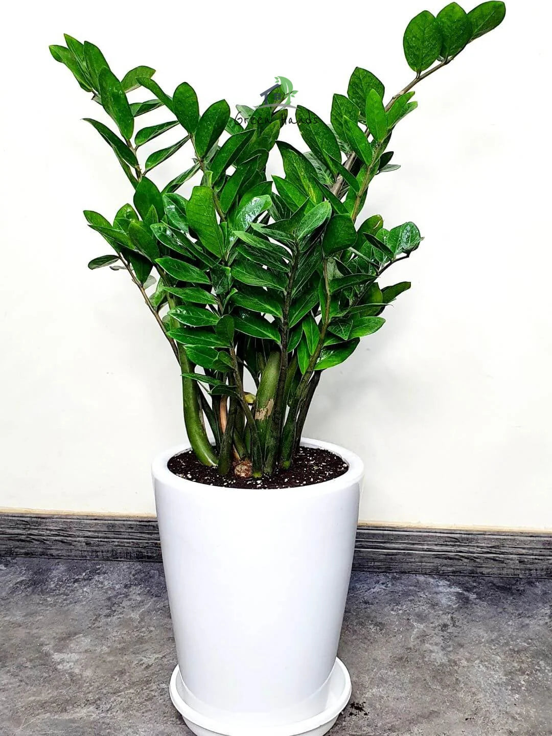 ZAMIA GREEN