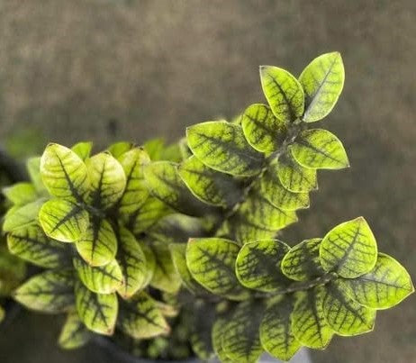ZAMIA NEON