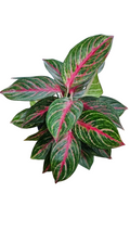 AGLAONEMA 24 CARAT